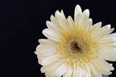 Karanlık arka planda güzel Gerbera çiçeği, yaz konsepti, yakın görüş 