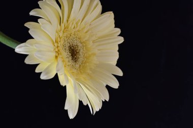 Karanlık arka planda güzel Gerbera çiçeği, yaz konsepti, yakın görüş 