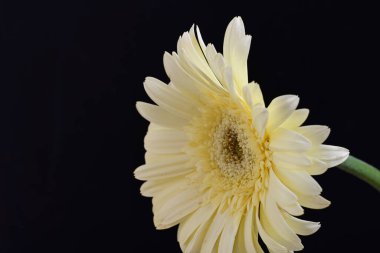 Karanlık arka planda güzel Gerbera çiçeği, yaz konsepti, yakın görüş 