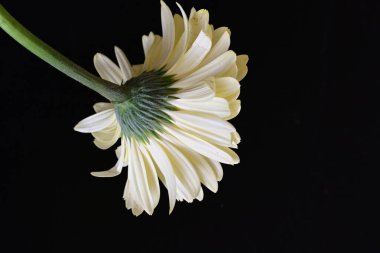 Karanlık arka planda güzel Gerbera çiçeği, yaz konsepti, yakın görüş 