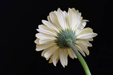 Karanlık arka planda güzel Gerbera çiçeği, yaz konsepti, yakın görüş 