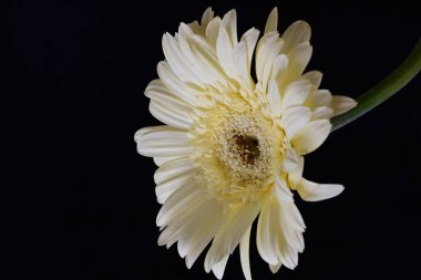 güzel sarı gerbera çiçeği siyah arkaplanda 