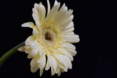 güzel sarı gerbera çiçeği siyah arkaplanda 