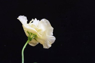 siyah zemin güzel eustoma çiçek