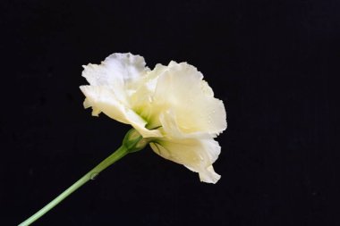 siyah zemin güzel eustoma çiçek