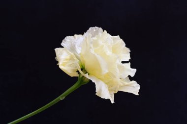 siyah zemin güzel eustoma çiçek