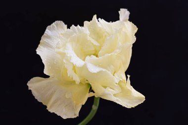 siyah zemin güzel eustoma çiçek