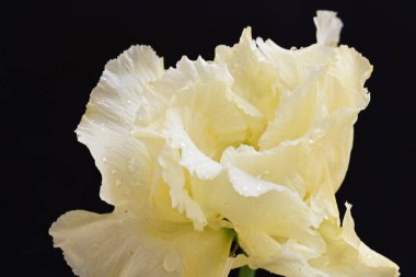 siyah zemin güzel eustoma çiçek