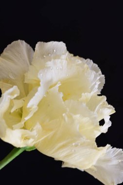 siyah zemin güzel eustoma çiçek