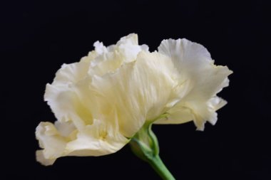 siyah zemin güzel eustoma çiçek