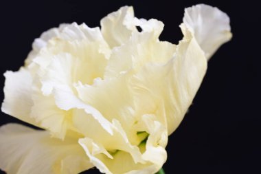 siyah zemin güzel eustoma çiçek