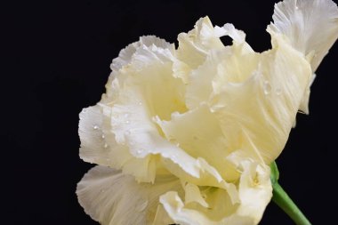 siyah zemin güzel eustoma çiçek