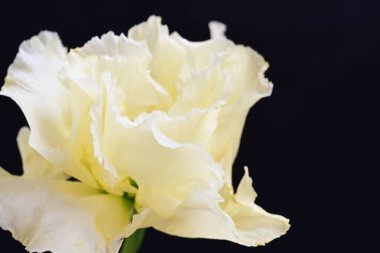 siyah zemin güzel eustoma çiçek