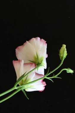 siyah zemin güzel eustoma çiçek