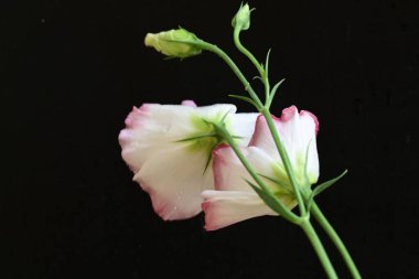 siyah zemin güzel eustoma çiçek