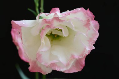 siyah zemin güzel eustoma çiçek