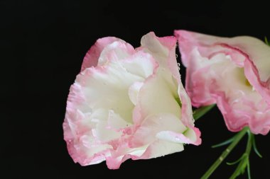 siyah zemin güzel eustoma çiçek