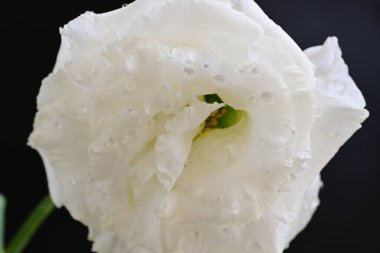 siyah zemin güzel eustoma çiçek