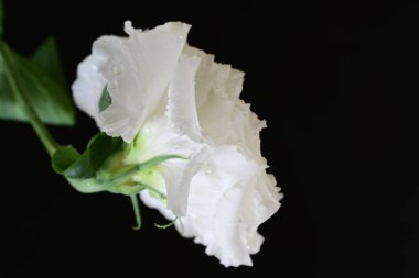 siyah zemin güzel eustoma çiçek