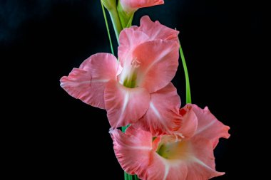 Siyah arka planda güzel gladiolus çiçekleri