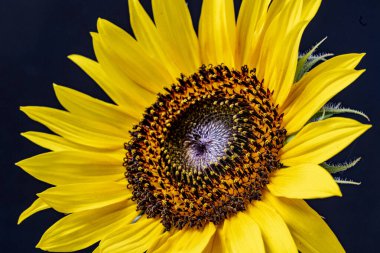 güzel sarı ayçiçeği yakın çekim 