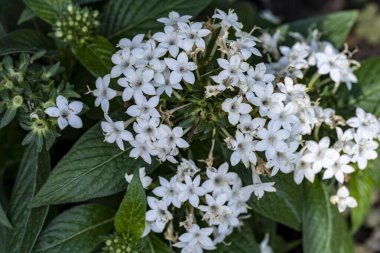 Yazın bahçedeki güzel çiçekleri kapat.