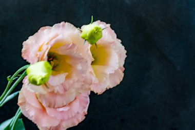 siyah zemin güzel eustoma çiçek