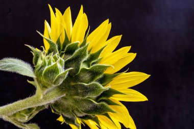 güzel sarı ayçiçeği yakın çekim 