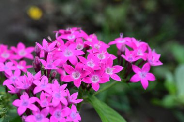 Yazın bahçedeki güzel çiçekleri kapat.