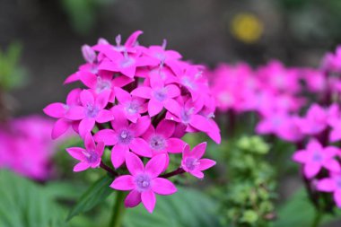 Yazın bahçedeki güzel çiçekleri kapat.