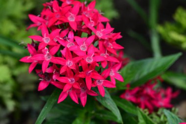 Yazın bahçedeki güzel çiçekleri kapat.