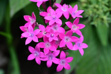 Yazın bahçedeki güzel çiçekleri kapat.