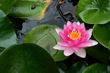 Gölette güzel pembe nilüfer çiçeği 