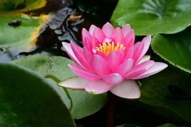 Gölette güzel pembe nilüfer çiçeği 