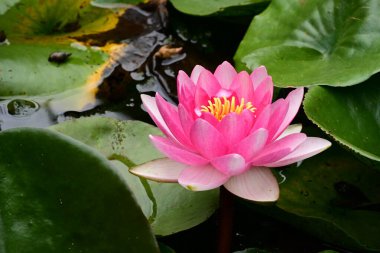 Gölette güzel pembe nilüfer çiçeği 