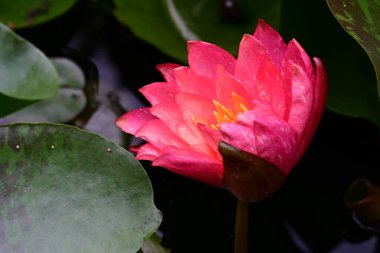 Gölette güzel pembe nilüfer çiçeği 