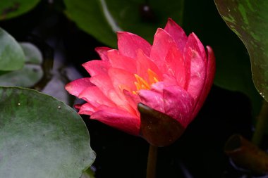 Gölette güzel pembe nilüfer çiçeği 