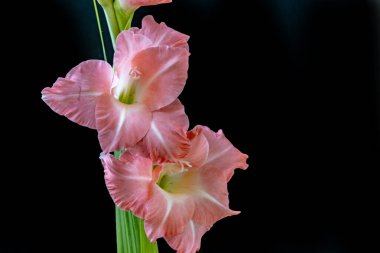 Güzel gladiolus siyah bir arkaplanda izole edilmiş.