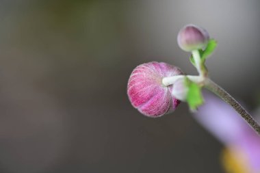 Bahçede güzel çiçekler, çiçek arkaplanı 