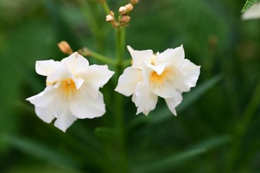Yazın bahçedeki güzel çiçekleri kapat.