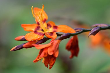 Baharda bahçedeki güzel sarı zambak çiçeklerini kapat. seçici odak. 