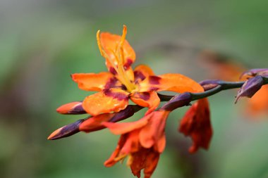 Baharda bahçedeki güzel sarı zambak çiçeklerini kapat. seçici odak. 