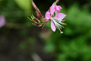 Bahçede güzel çiçekler, çiçek arkaplanı 
