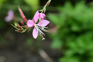 Bahçede güzel çiçekler, çiçek arkaplanı 