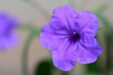 Bahçede güzel çiçekler, çiçek arkaplanı 