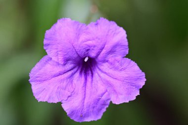 Bahçede güzel çiçekler, çiçek arkaplanı 