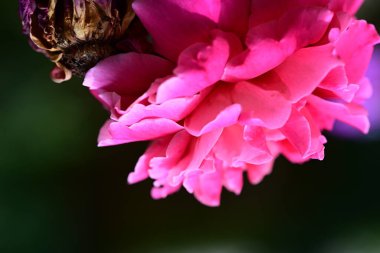 Bahçede güzel çiçekler, çiçek arkaplanı 