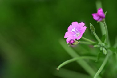 Yazın bahçedeki güzel çiçekleri kapat.