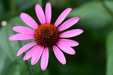 Yazın bahçedeki güzel pembe çiçek. 