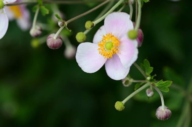 Bahçedeki güzel çiçekler